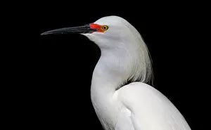 Images Dated 23rd February 2013: Snowy Egret profile