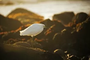 Images Dated 1st February 2016: Snowy Egret Sunset