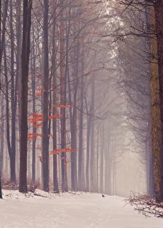 Bark Collection: A snowy misty pathway leads through a English woodland