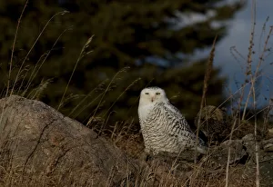 Images Dated 2nd January 2012: Snowy Owl