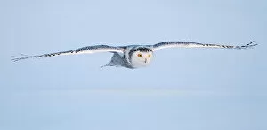 Images Dated 1st January 2014: Snowy owl