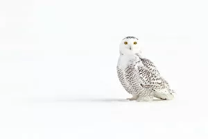 Images Dated 4th January 2014: Snowy Owl