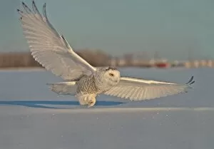 Images Dated 1st January 2014: Snowy Owl