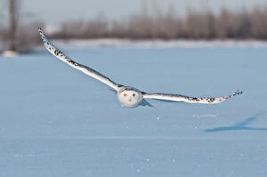 Images Dated 1st January 2014: Snowy Owl