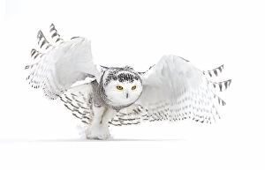 Feathers Collection: Snowy owl (Bubo scandiacus) lifts off to hunt over a snow covered field in Canada