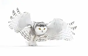 Ontario Prints: Snowy owl (Bubo scandiacus) lifts off to hunt over a snow covered field in Canada