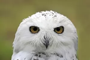 Snowy Owl -Bubo scandiacus-, portrait, captive, Wildpark Alte Fasanerie, Hanau, Hesse, Germany