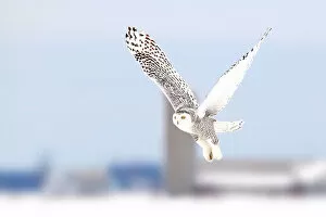 Images Dated 5th February 2012: Snowy owl along a country road