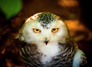 Prints of Close up Snowy owl headshot. Owl's yellow eye with dark background. Angry look Beautiful Bird Species Prints: snowy owl eyes looking at camera close up. Bubo scandiacus