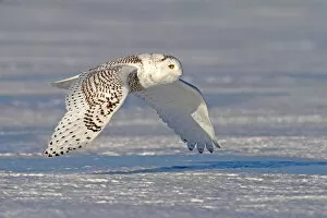 Images Dated 9th January 2014: Snowy owl over farm field
