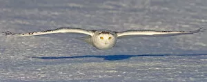 Images Dated 9th January 2014: Snowy Owl Glide
