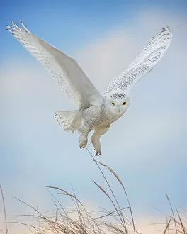 Images Dated 9th March 2018: Snowy Owl Hovering in Air Against Blue Sky at Jones Beach, Long Island