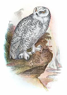 Images Dated 4th July 2015: Snowy owl illustration 1896