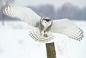 Images Dated 5th January 2014: Snowy Owl Landing