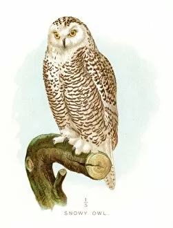 Snowy owl lithograph 1897
