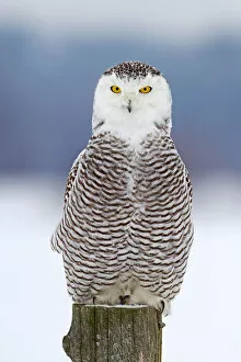 Images Dated 5th January 2014: Snowy Owl on Post