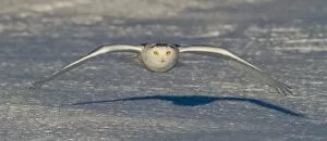 Images Dated 9th January 2014: Snowy Owl in winter