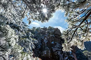 Images Dated 4th February 2015: Snowy pine trees on Huangshan mountain