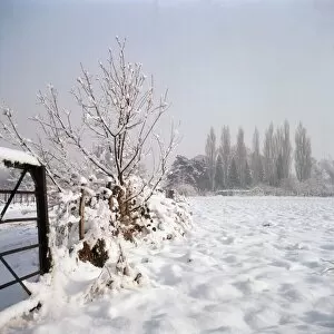 Natural World Collection: Snowy Scene