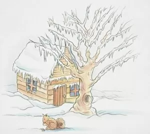 Images Dated 5th January 2007: Snowy scene, wooden hut and tree covered with layer of snow, squirrel sitting in foreground eating