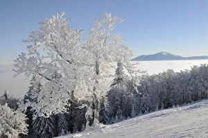 Snowy tree, in the back Mt. Schneeberg, Mt. Unterberg, Lower Austria, Austria, Europe
