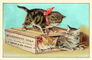 Kittens Prints: Soap Box Cats I