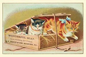 Soap Box Cats II
