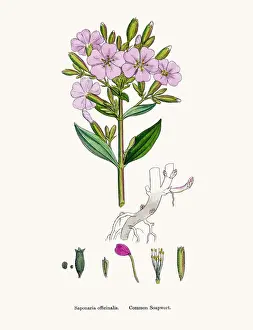 Soapwort medicinal plant containing saponin