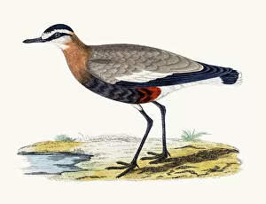 Bird Lithographs Gallery: Sociable plover wader bird