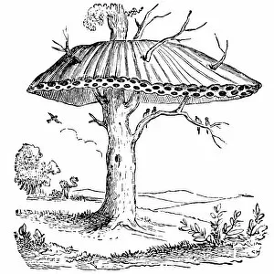 Treetop Gallery: Sociable Weaver-bird, or Republican-bird nest