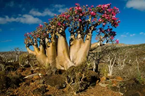 Images Dated 22nd March 2009: Socotra desert rose
