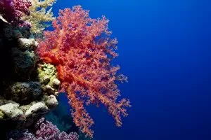 Images Dated 8th June 2013: Soft Coral -Alcyonacea-, Red Sea, Egypt