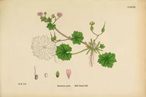 Images Dated 15th March 2017: Soft Cranesbill, Geranium Molle, Victorian Botanical Illustration, 1863