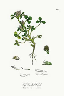 Images Dated 17th October 2017: Soft Knotted Trefoil, Trifolium striatum, Victorian Botanical Illustration, 1863