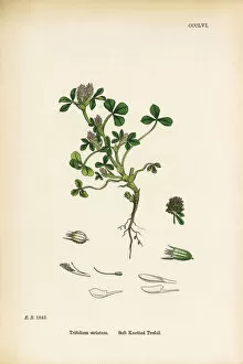 Images Dated 12th June 2017: Soft Knotted Trefoil, Trifolium striatum, Victorian Botanical Illustration, 1863