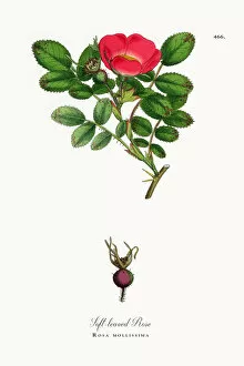 Images Dated 4th June 2018: Soft-leaved Rose, Rosa mollissima, Victorian Botanical Illustration, 1863