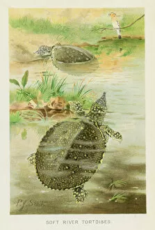 Images Dated 26th October 2018: Soft river tortoise chromolithograph 1896