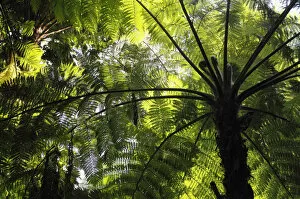 Angle Gallery: Soft tree fern, Man fern or Tasmanian tree fern (Dicksonia antarctica), Australia