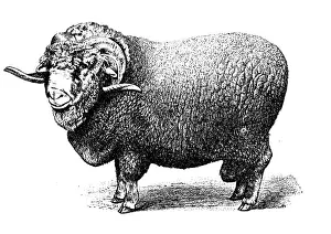 Ram Animal Prints: Soissonais sheep