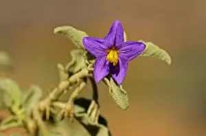 Images Dated 31st October 2010: Solanum burchelli, Goegap Nature Reserve, Namaqualand, South Africa