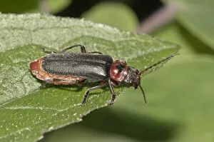 Images Dated 14th May 2013: Soldier Beetle -Cantharis fusca-, Untergroningen, Abtsgmuend, Baden-Wurttemberg, Germany