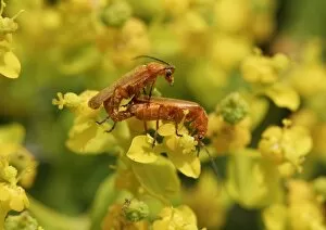 Soldier beetles -Cantharidae- mating on a Spurge flower -Euphorbia acanthothamnos-, Datca, Datca Peninsula