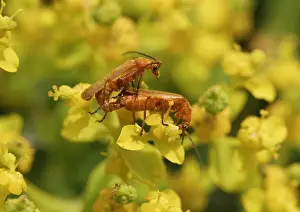 Mating Prints: Soldier beetles -Cantharidae- mating on a Spurge flower -Euphorbia acanthothamnos