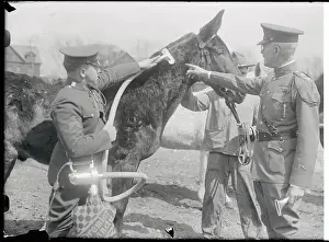 Mule Prints: Soldiers Vacuuming Mule