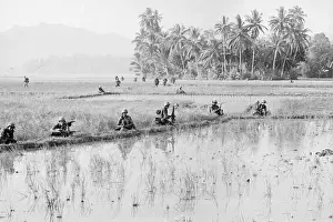 Bong Son Prints: Soldiers Wading in Rice Paddy