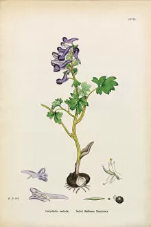 Images Dated 15th January 2017: Solid Bulbous Fumitory, Corydalis solida, Victorian Botanical Illustration, 1863