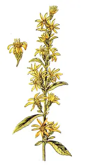 Solidago virgaurea (European goldenrod or woundwort)