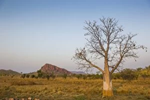 Solitary Baobab Tree -Adansonia sp.-, Kimberley, Western Australia