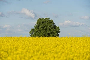 Images Dated 20th May 2013: Solitary Lime tree -Tilia sp. - in a flowering Rapeseed field -Brassica napus-, Thuringia, Germany