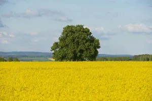 Focus On Background Prints: Solitary Lime tree -Tilia sp. - in a flowering Rapeseed field -Brassica napus